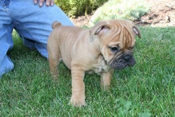 Puppies in PA